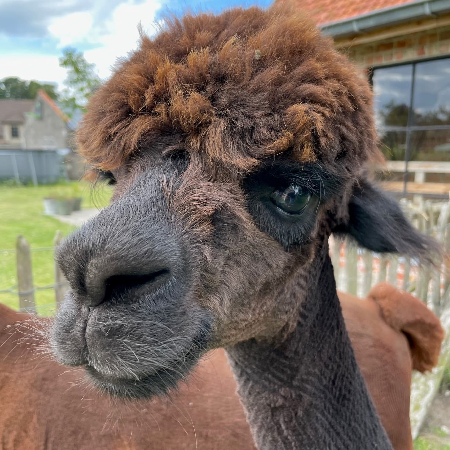 Achiel, een donker grijsbruine alpaca met een chocoladebruine kuif, kijkt nieuwsgierig opzij