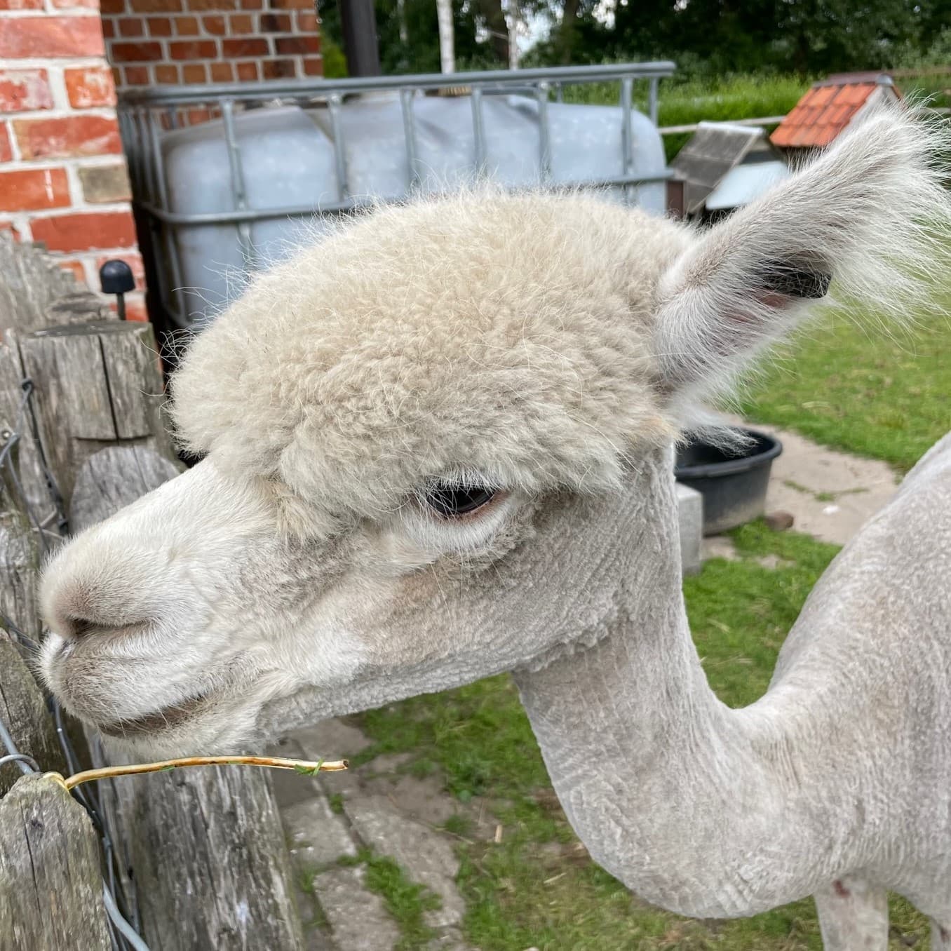 Cézaar, een roomwitte alpaca, staat in de zon bij de omheining