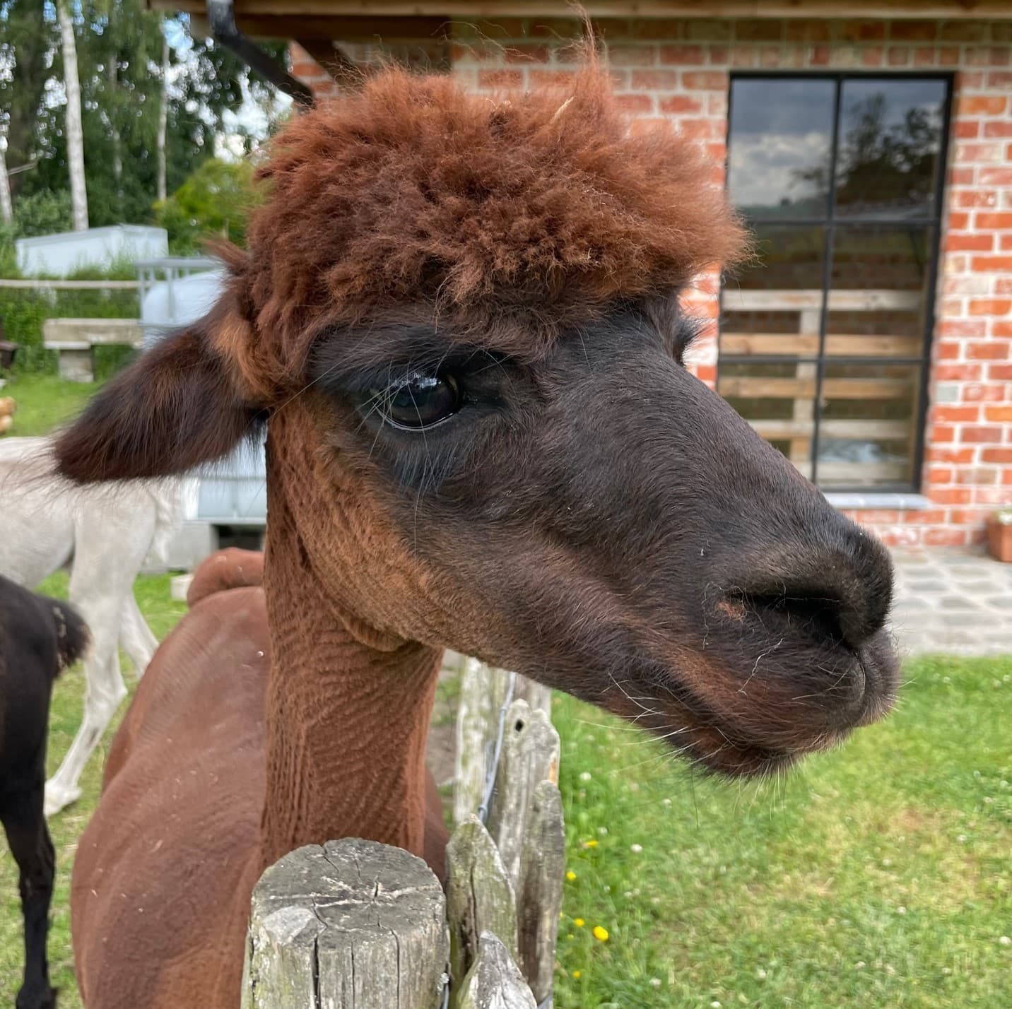 Fonske, een roodbruine alpaca met een volle kuif, kijkt over een houten paal naar de camera