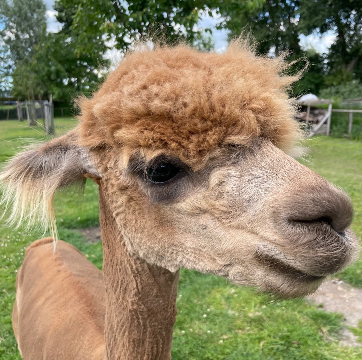 Leon, een lichtbruine alpaca met een warrige kuif, staat in de weide