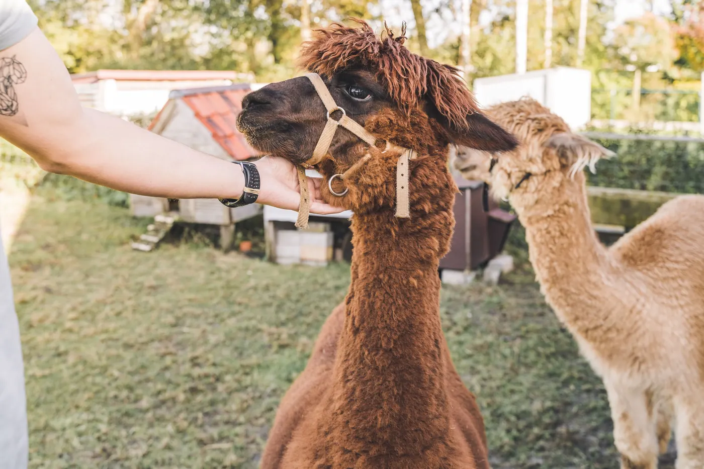 Iemand aait een donkerbruine alpaca onder de kin op de weide