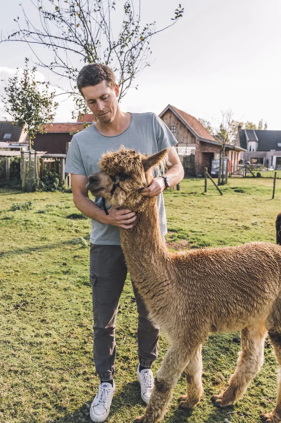 De eigenaar staat rustig bij een bruine alpaca op de weide