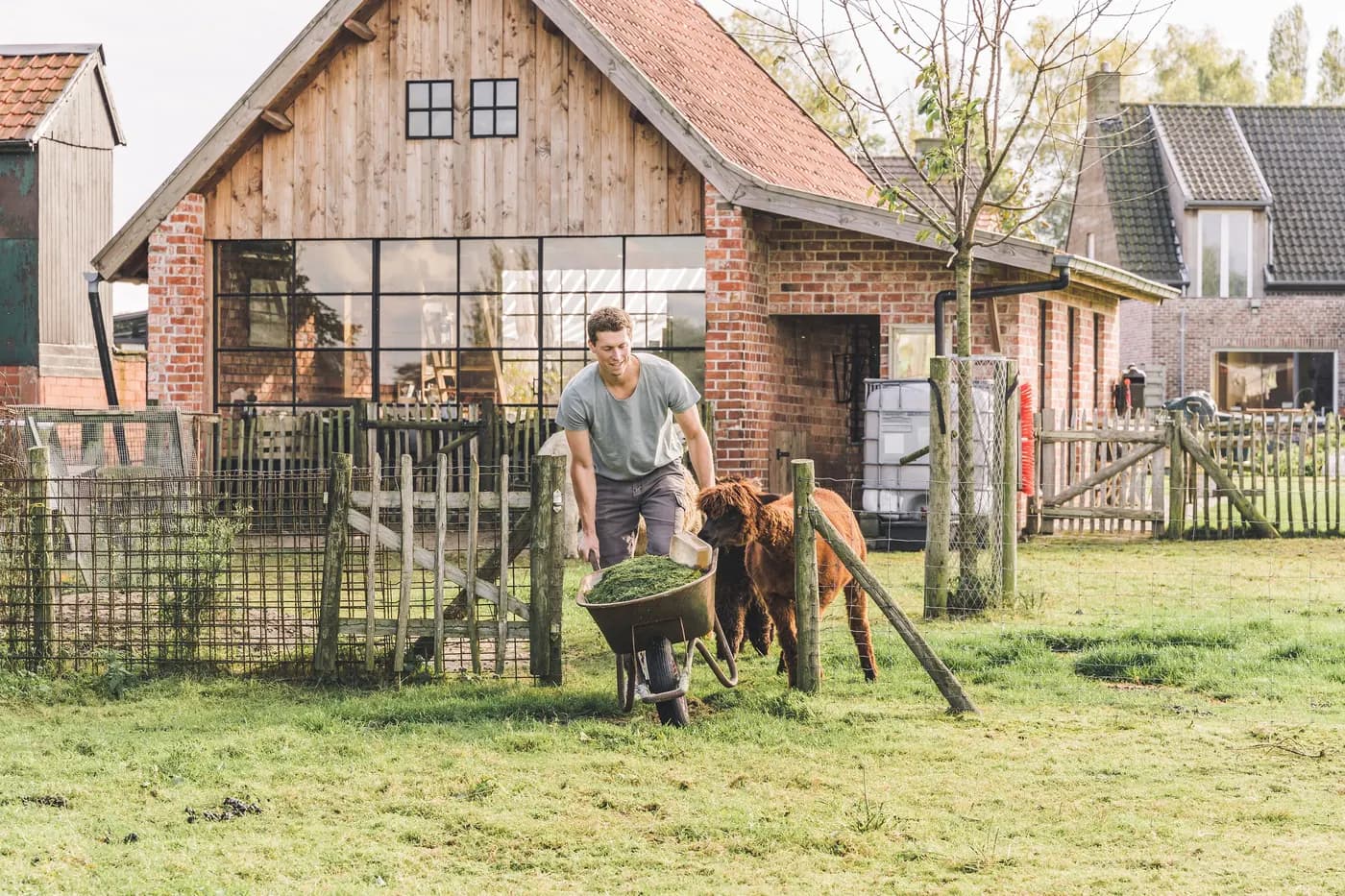 Verse grasvoer in een kruiwagen, met een nieuwsgierige alpaca ernaast