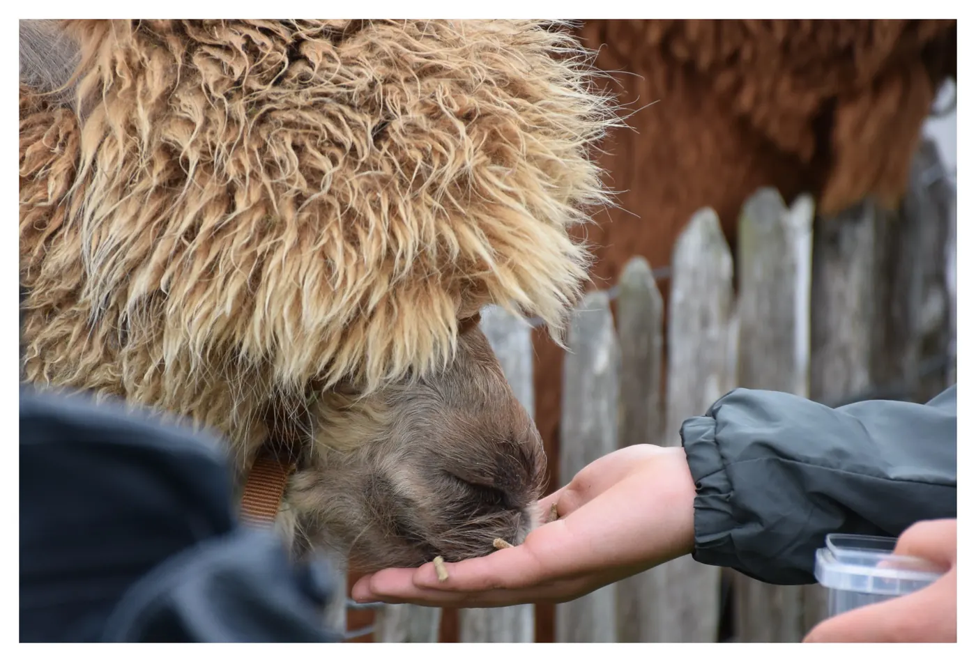 Close-up van een alpaca die voederkorrels uit een hand neemt