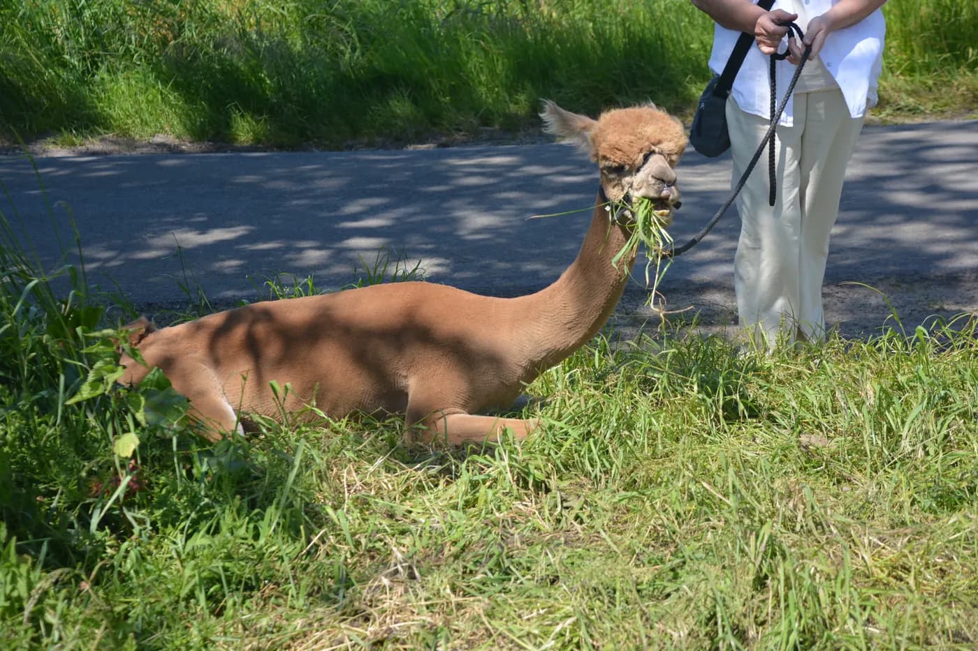 Een alpaca ligt in het gras langs de weg en eet een bosje groen