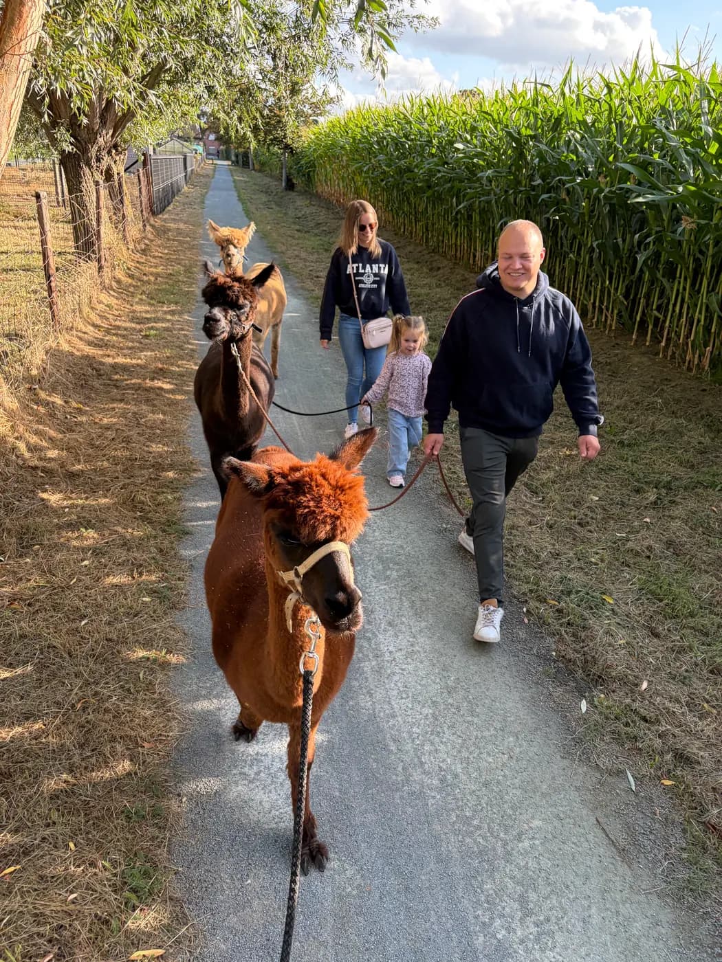 Een gezin wandelt met drie alpaca's over een pad tussen de velden