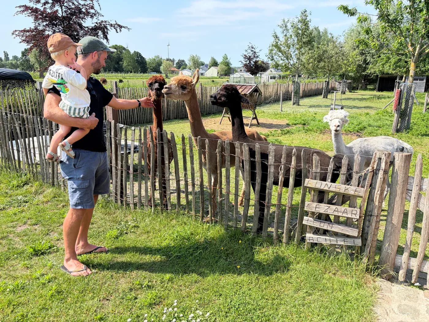Een papa met peuter aait de alpaca's bij hun omheining