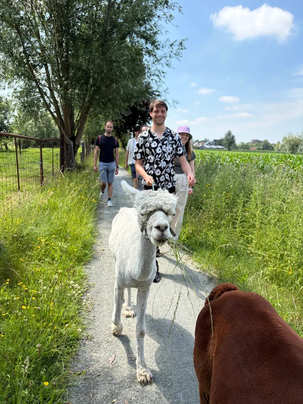Een witte alpaca met gras in de bek op pad met bezoekers