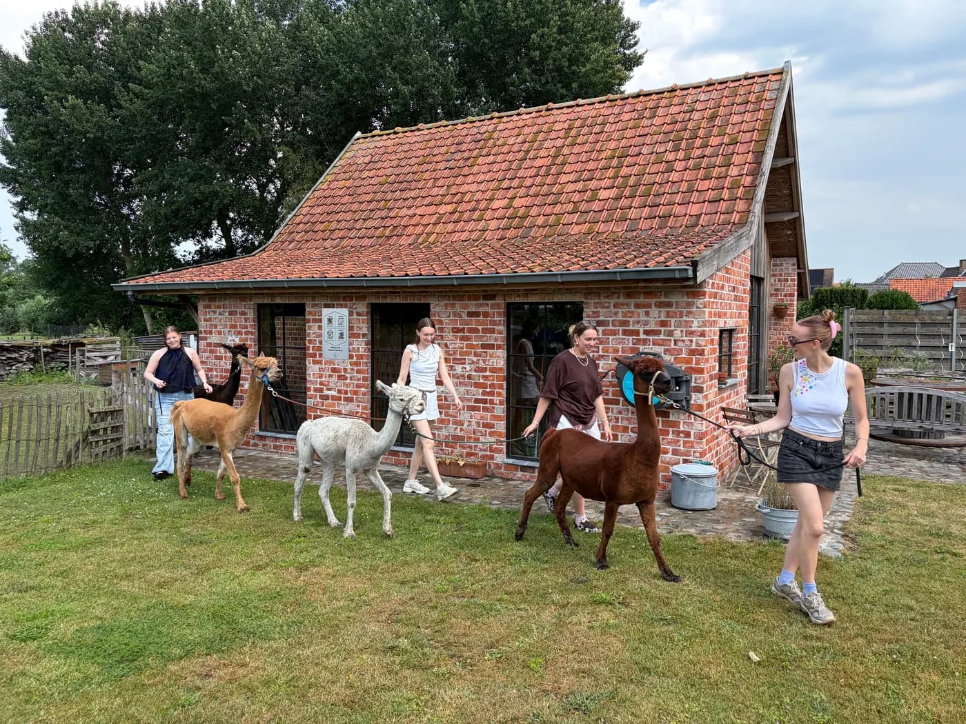 Vier bezoekers wandelen met de kudde langs het bakstenen Alpacafe