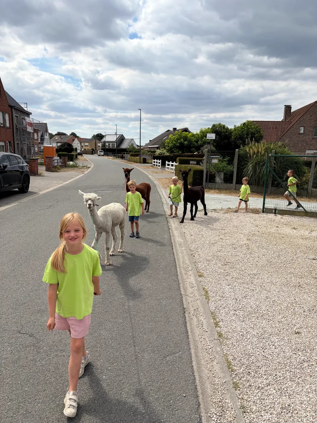 Kinderen in groene T-shirts wandelen met alpaca's door de straat