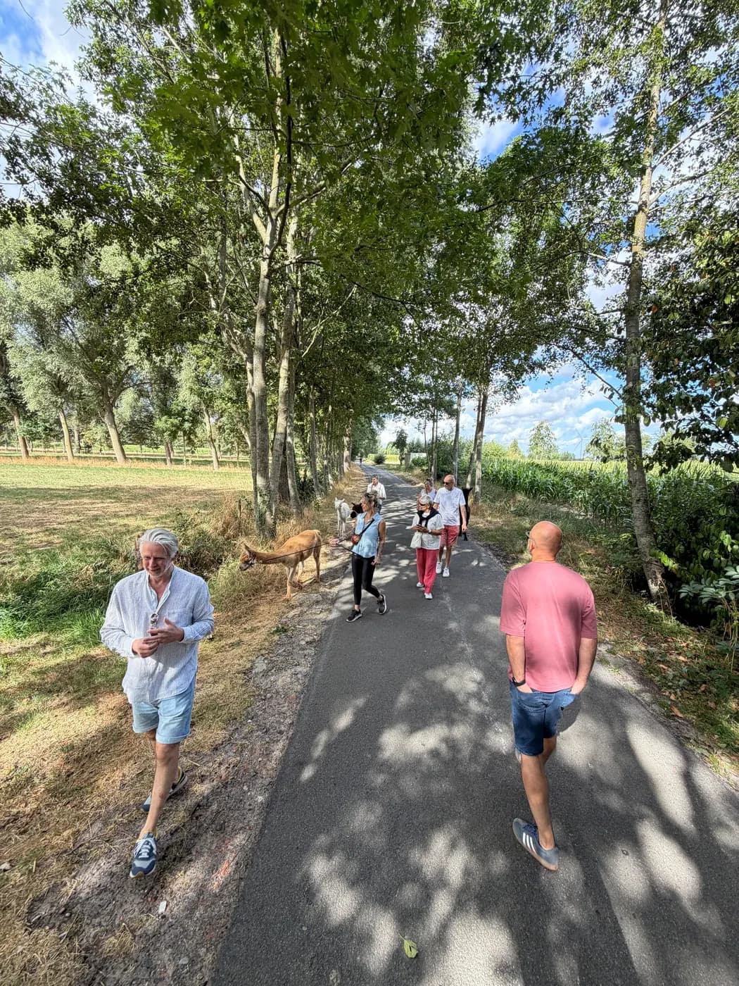 Wandeling met alpaca's over een laan tussen bomen en maïsvelden