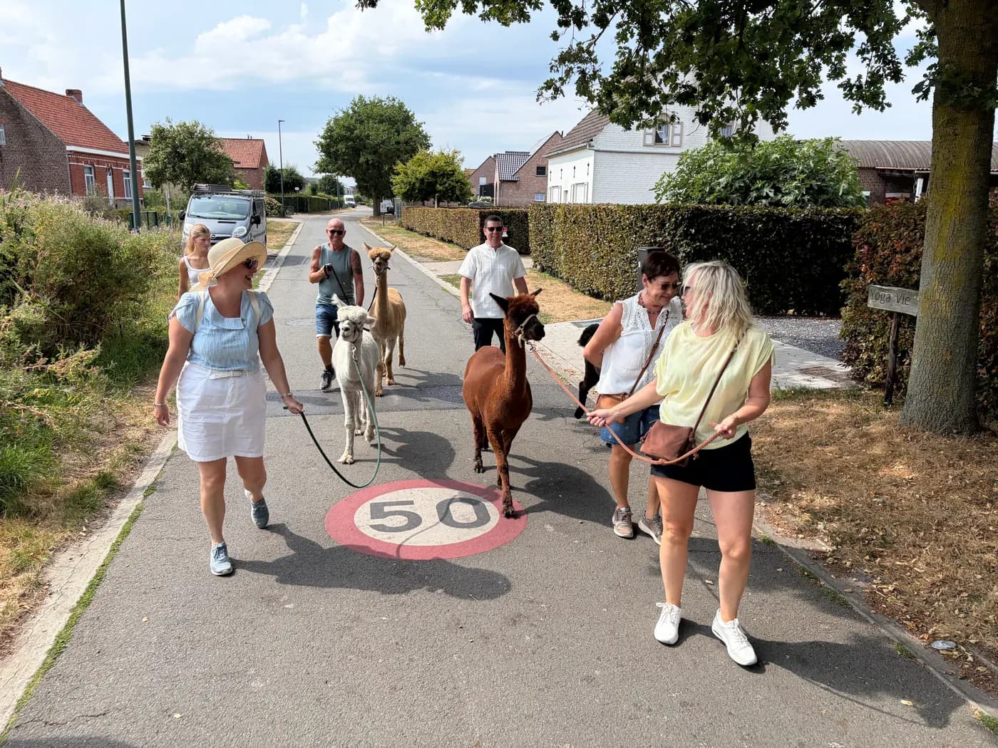 Een vrolijke groep wandelt met drie alpaca's door een zonovergoten straat