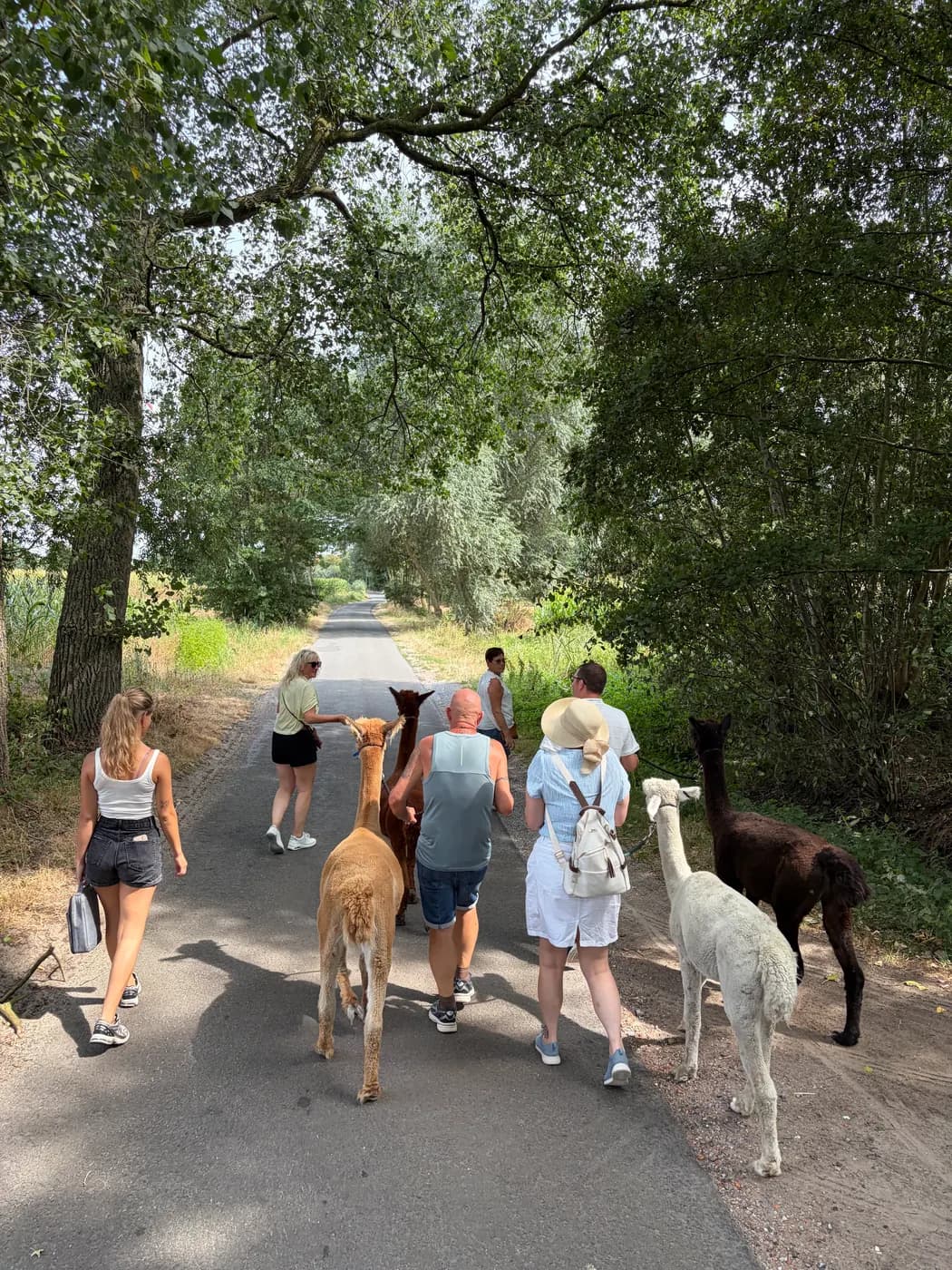 Bezoekers en alpaca's op een schaduwrijk pad onder de bomen