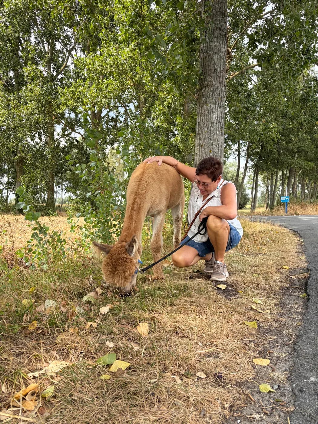 Een bezoekster hurkt naast een grazende alpaca langs de weg