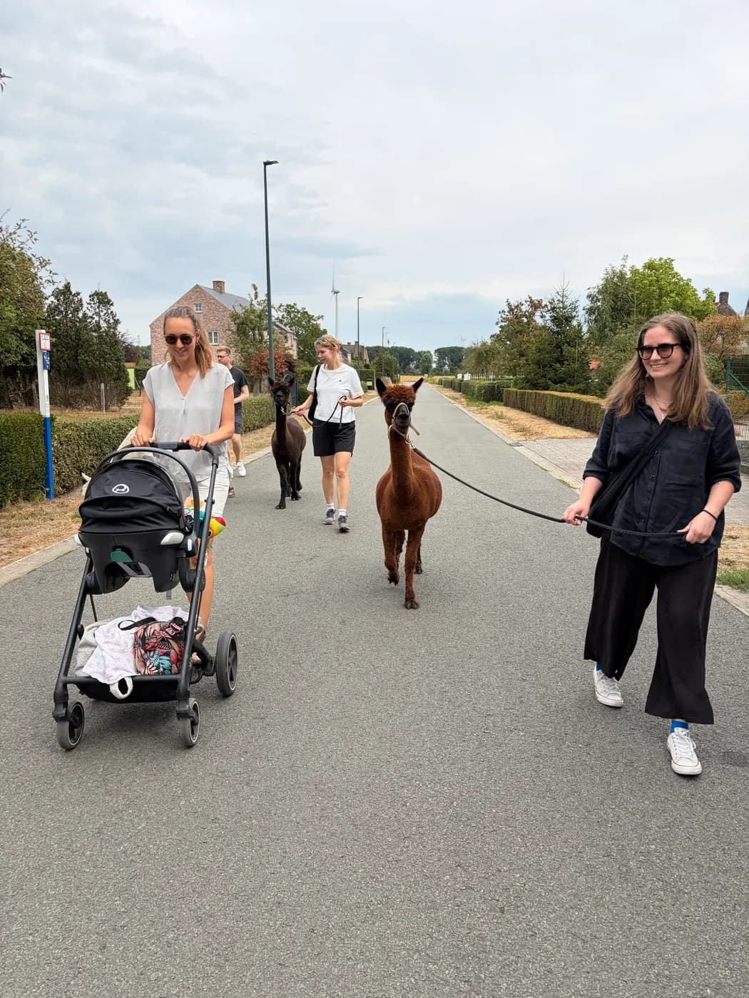 Wandeling met alpaca's, ook met buggy, over een rustige weg