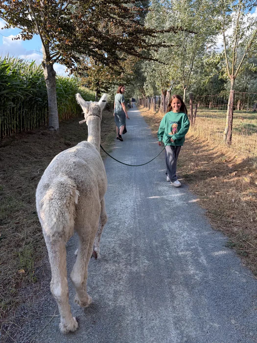 Een lachend meisje wandelt met een witte alpaca tussen de maïsvelden